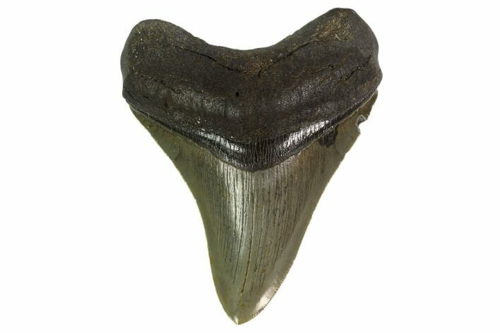 Serrated, Fossil Megalodon Tooth - Georgia #135924